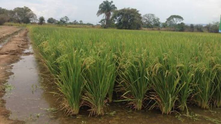 Juan Guillermo Bahamón ASOPRADO