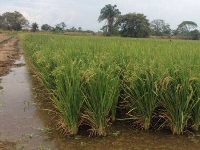 Juan Guillermo Bahamón ASOPRADO