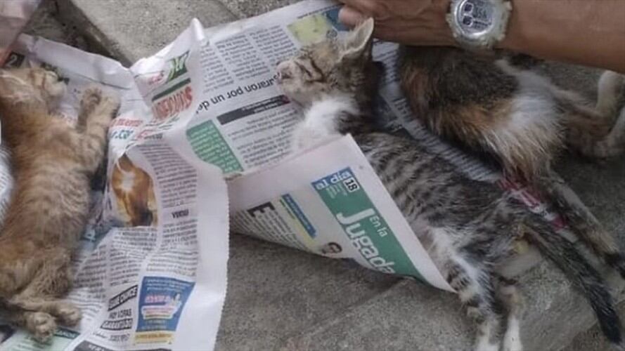 Imagen de referencia. / Foto: Archivo - Animalista Beatriz Beltrán.