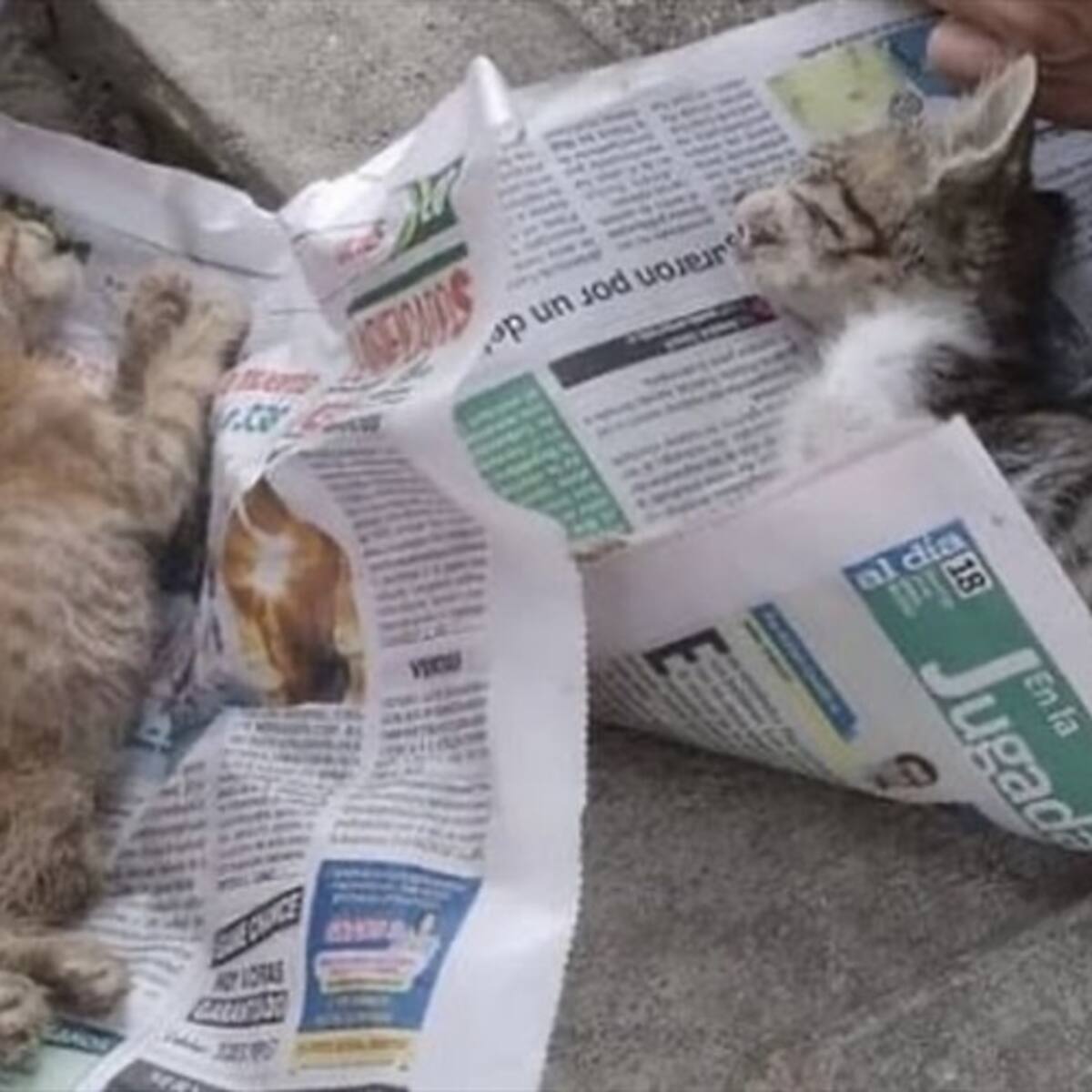 Desde Atalaya denuncian presunto envenenamiento a gatos en conjunto residencial
