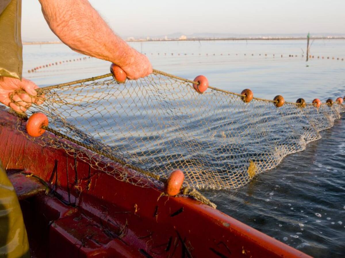 Polémica por resolución que permite la pesca incidental de tiburones y rayas: qué implica