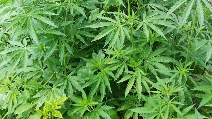 Denuncian que agua de Barichara será empleada en cultivos de marihuana. Foto: Getty Images