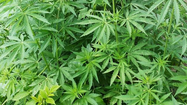 Denuncian que agua de Barichara será empleada en cultivos de marihuana. Foto: Getty Images