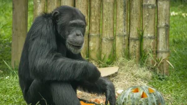 Foto: Bioparque Ukumarí