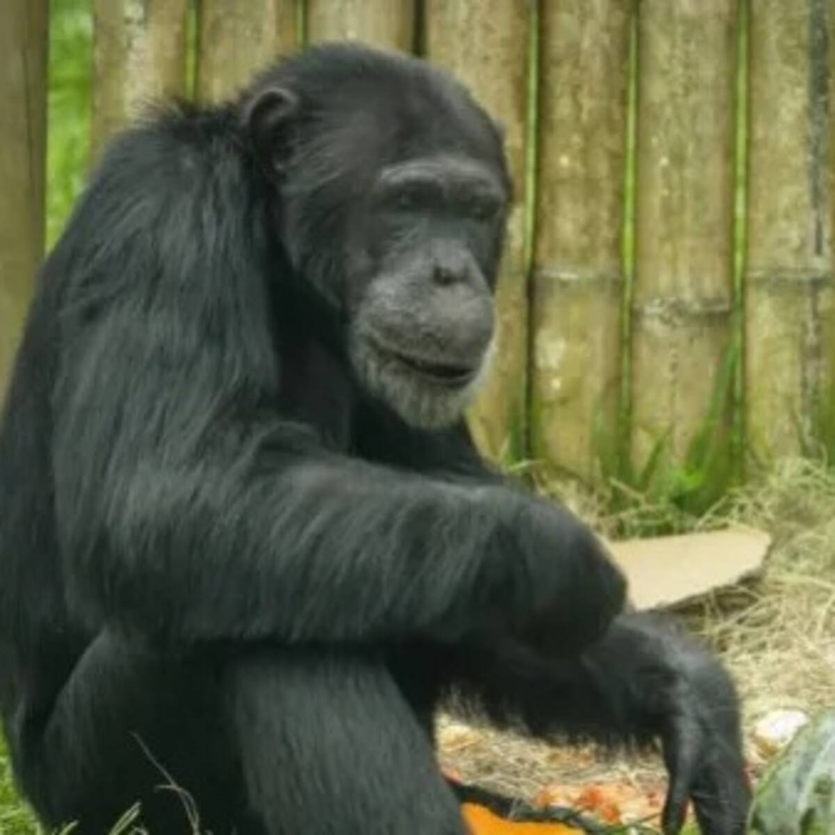 En aproximadamente tres meses el chimpancé Yoko se trasladaría a un santuario en Brasil