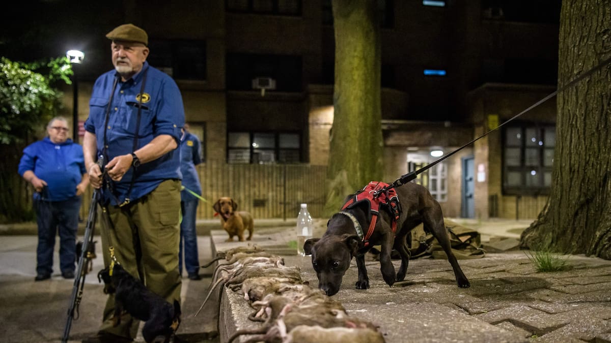 La ciudad de Nueva York busca “jefe anti-ratas” para acabar con millones de roedores