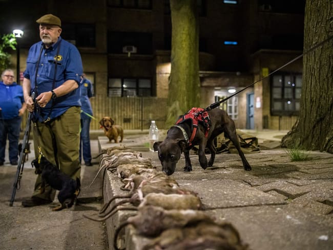Ciudad de Nueva York busca &quot;jefe anti-ratas&quot; para acabar con 2 millones de roedores