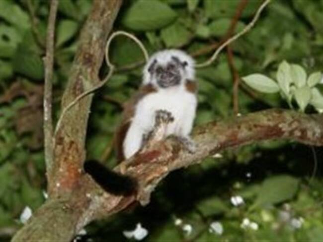 Más de 1.200 especies de flora y fauna están amenazadas en Colombia