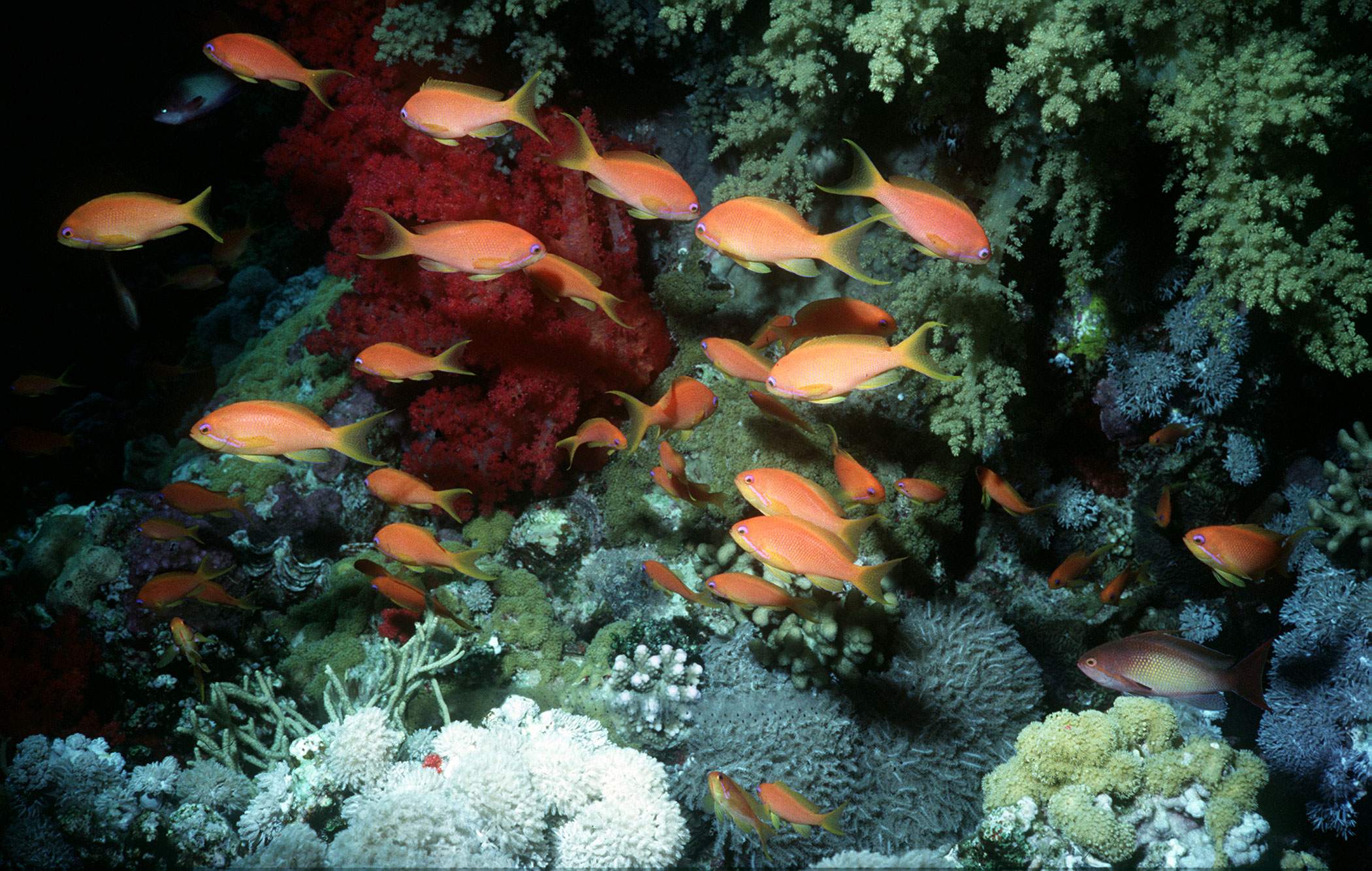 Arrecife de coral.
(Foto:    Peter Bignell/Mirrorpix/Getty Images)