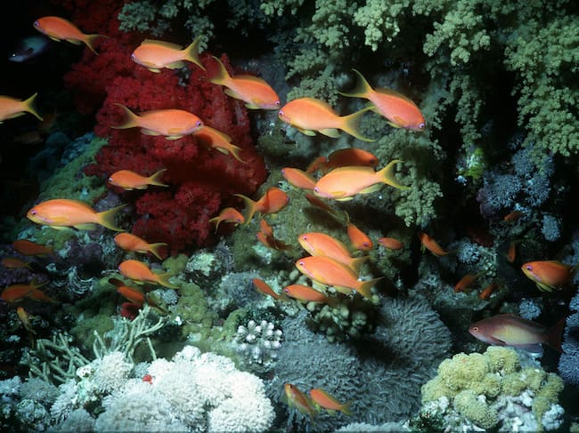 Arrecife de coral.
(Foto: Peter Bignell/Mirrorpix/Getty Images)