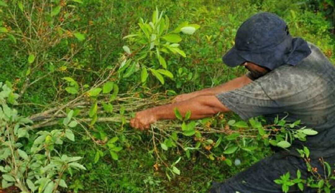 Avanza programa de sustitución de cultivos ilícitos en Norte de Santander