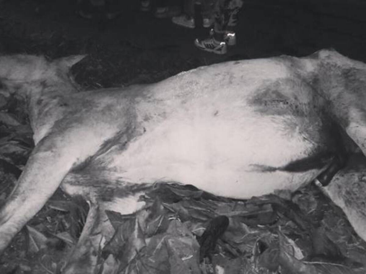 Consternación en Calarcá por asesinato de un caballo