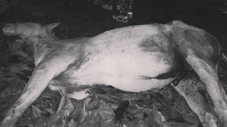 Consternación en Calarcá por asesinato de un caballo