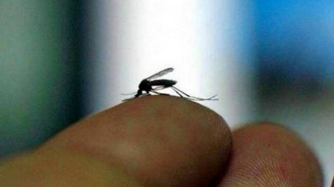 En Armenia autoridades de salud están fumigando sectores vulnerables para evitar expansión del mosquito.