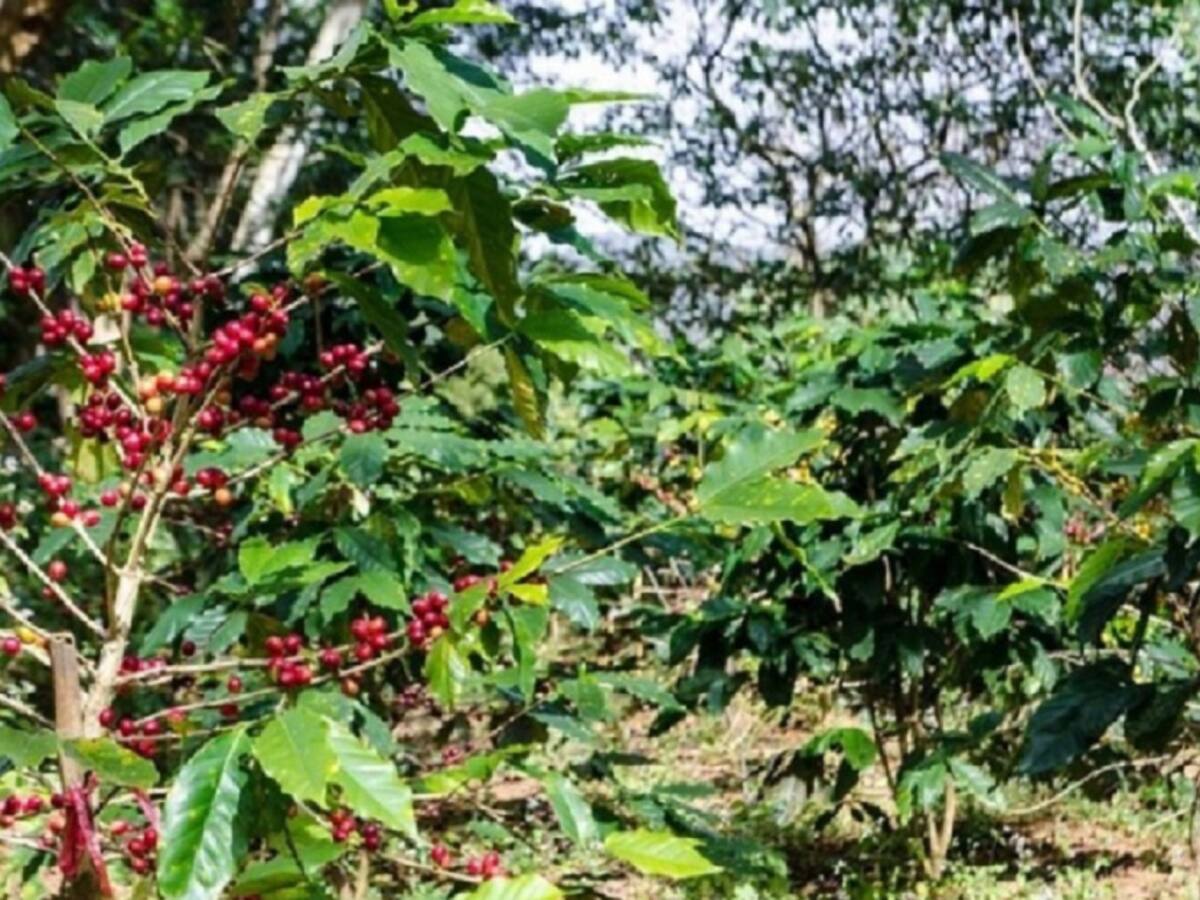 Campesinos sin poder sacar cosechas por lluvias