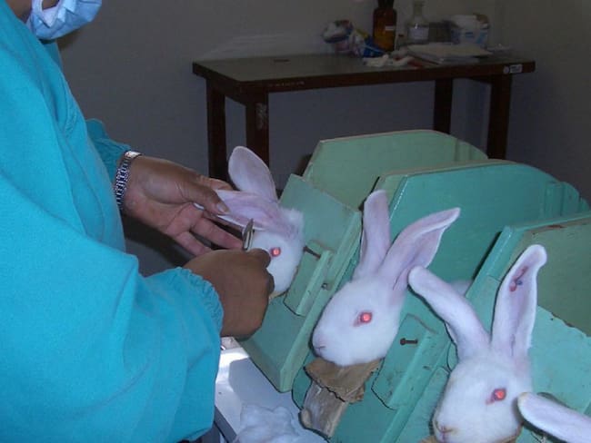 Colombia busca erradicar maltrato animal en laboratorios