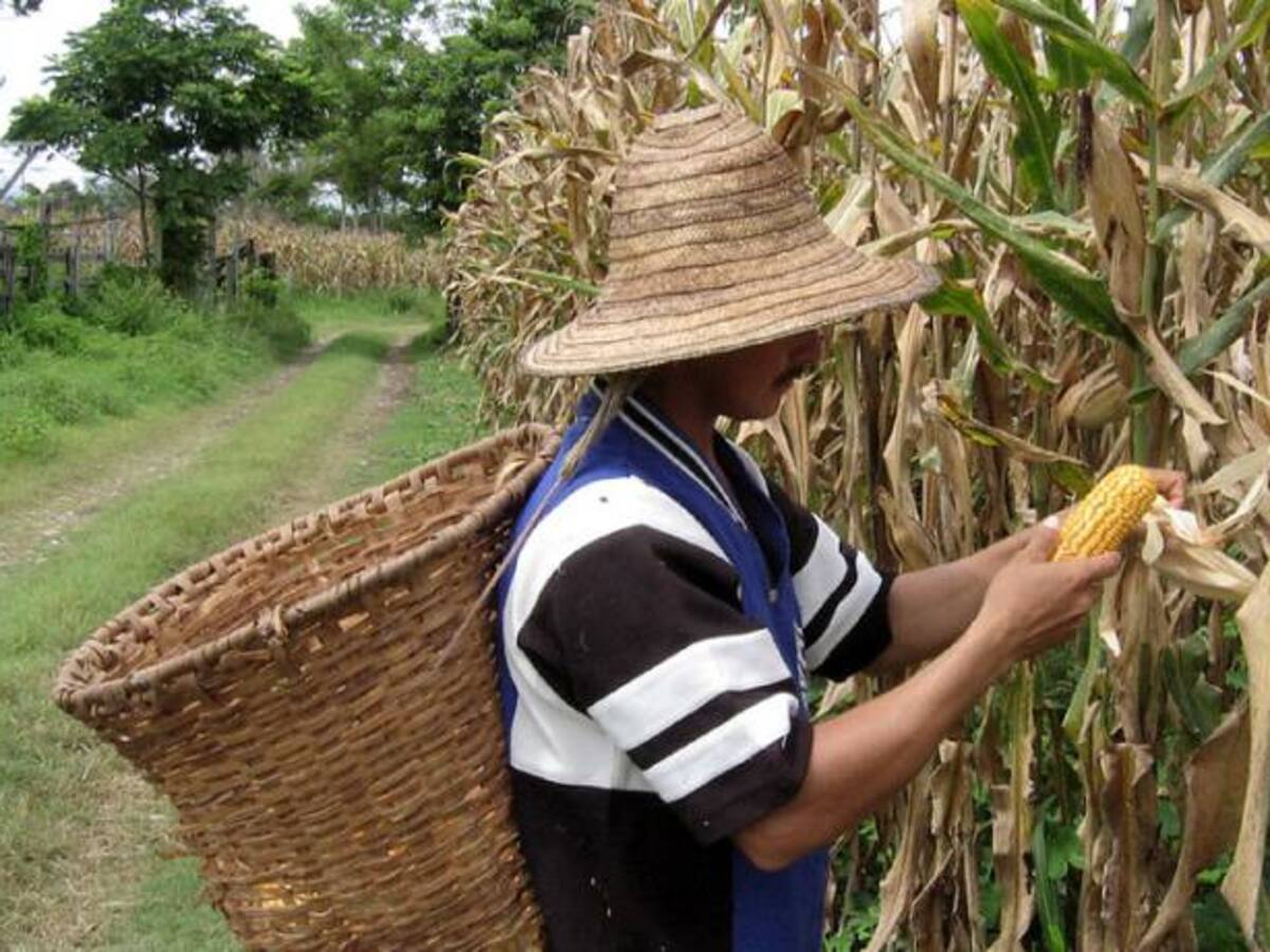 La temporada de lluvias podría afectar la producción de algunos alimentos