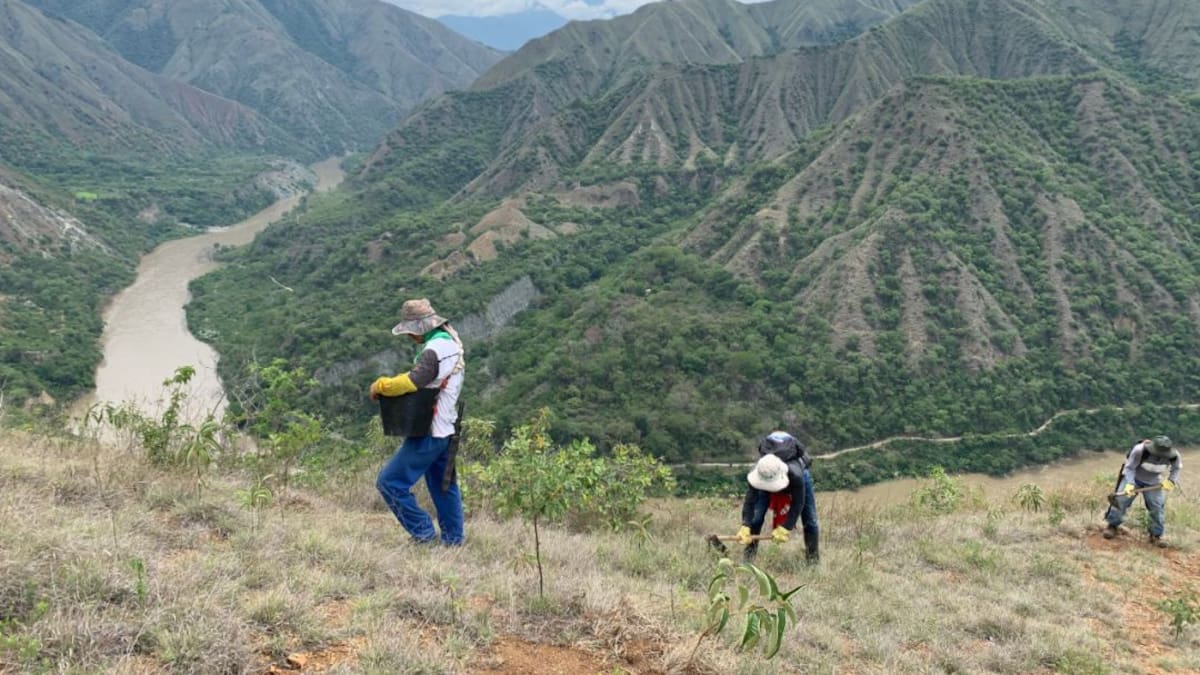 ¿Cómo avanza la restauración ecológica en la zona de influencia de Hidroituango ?