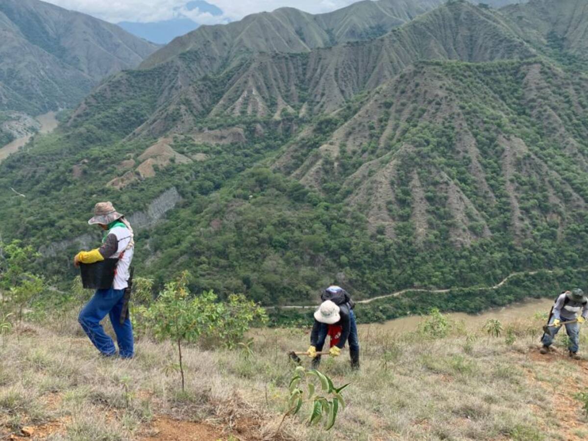 ¿Cómo avanza restauración ecológica en zona de influencia de Hidroituango?