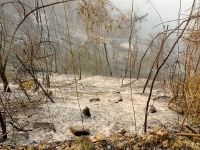 Con agua de piscinas Fuerza Aérea combate incendio en La Sierra Nevada