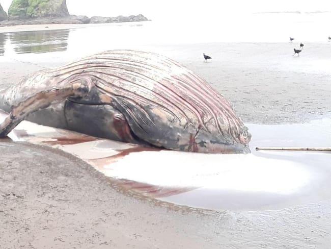Cuerpo sin vida de un ballenato fue encontrado en playa del Pacífico