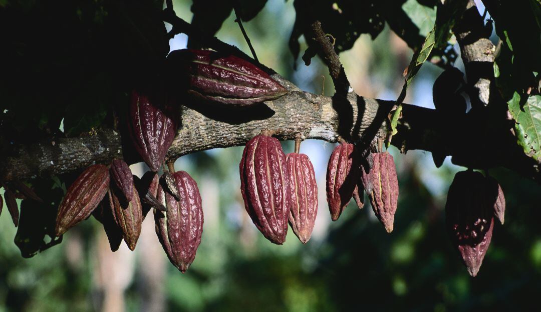 Cultivos de cacao