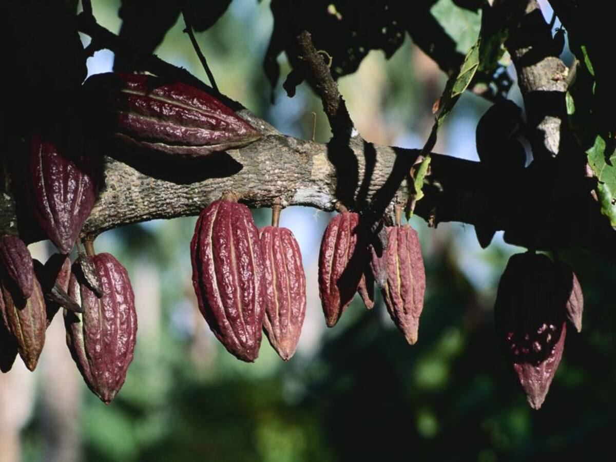 Cultivos de cacao, una apuesta para recuperar la zona del Catatumbo