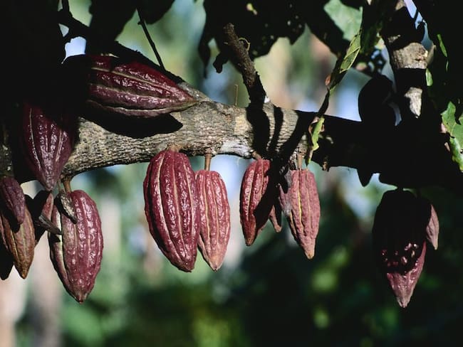 Cultivos de cacao