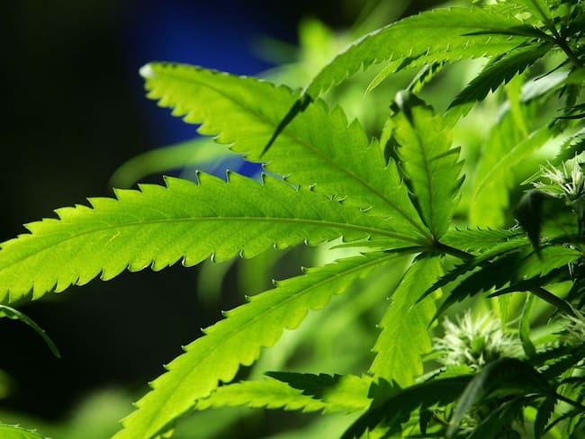 Boyacá exporta a Canadá cannabis medicinal