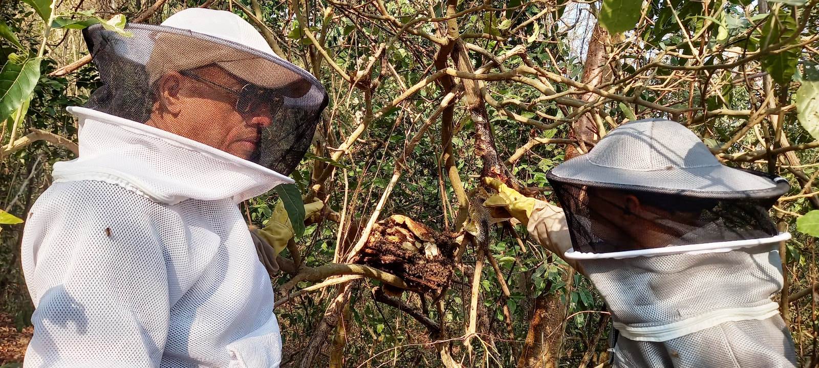 Reubican colmena de abejas que atacaba a comunidad de Alto Bosque