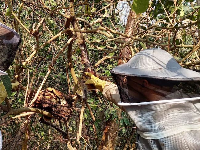 Reubican colmena de abejas que atacaba a comunidad de Alto Bosque