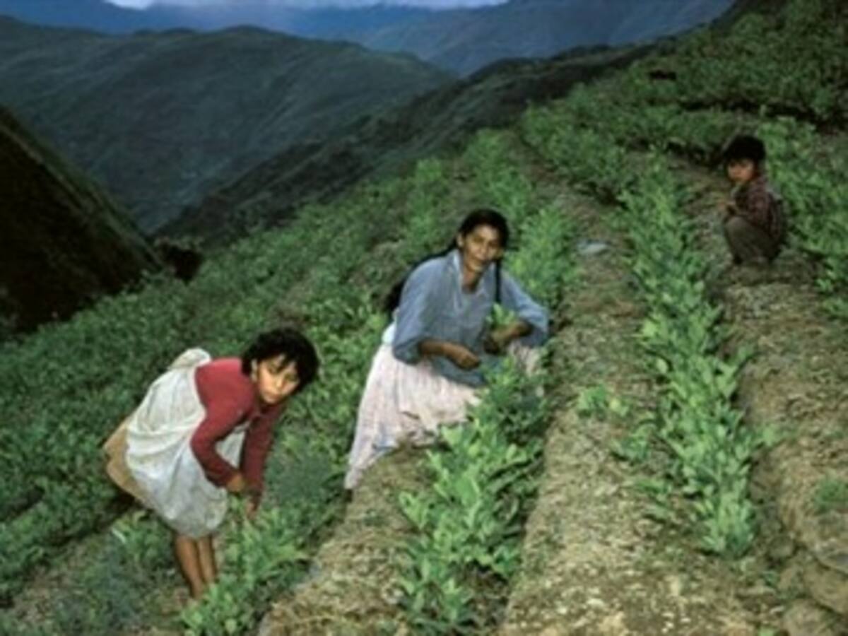 Cae la producción de coca en Colombia