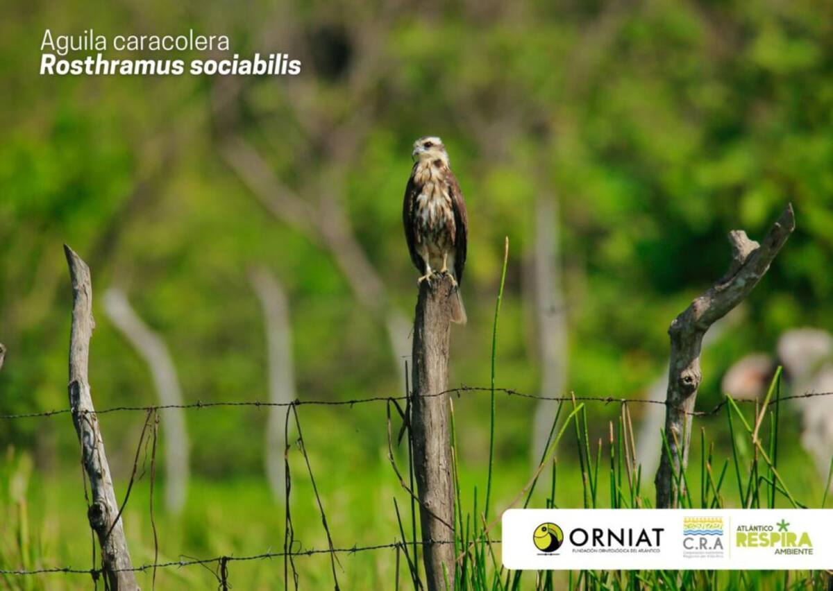 Atlántico vivió la jornada del Global Big Day, iniciativa mundial que a través del avistamiento, se identifican y dan a conocer el registro de aves con el que cuenta un territorio. En el marco de la expedición de Viaje al Corazón del Caribe de Caracol Radio y la Armada de Colombia, destacamos esta iniciativa que la Corporación Regional Autónoma del Atlántico, CRA y la Fundación ORNIAT de Atlántico, lideraron en el departamento, considerado un escenario de diversas especies de aves, tanto nativas como extranjeras que llegan hasta el Atlántico, atraídas por ecosistemas como el de la Ciénaga de Mallorquín y la vía Parque Isla Salamanca.