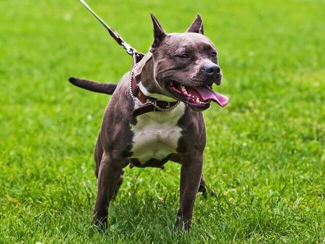 Perro pitbull mató a su dueña de 84 años en su casa en Florida