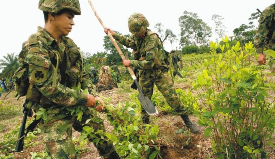 Tensión por erradicación manual en el municipio de Sardinata, Catatumbo