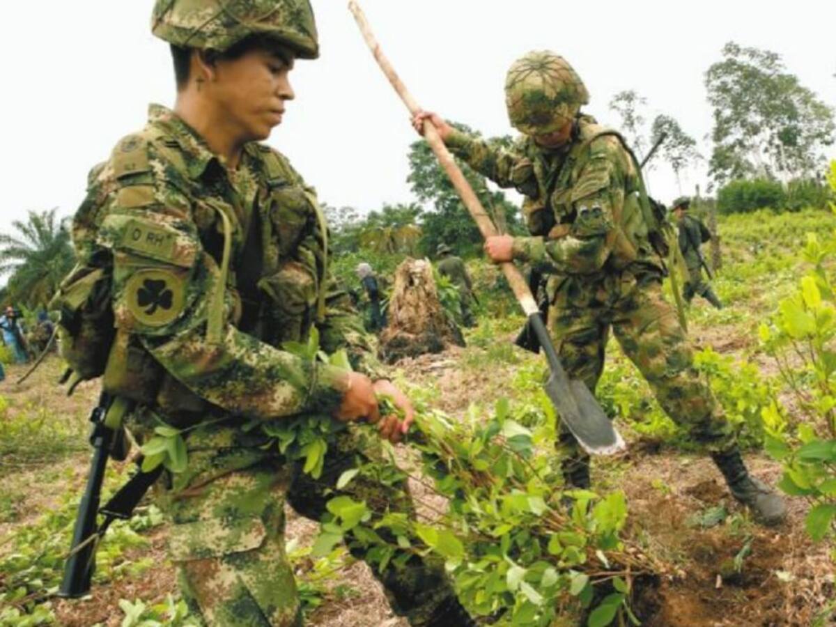 Tensión por erradicación manual en el municipio de Sardinata, Catatumbo