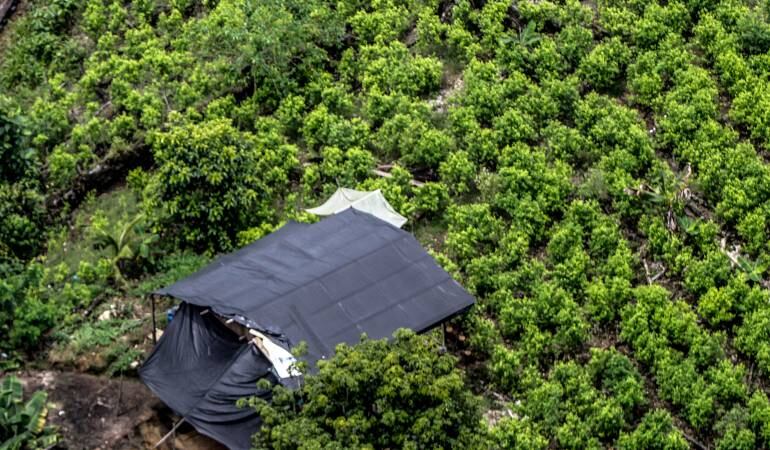 Sustitución de cultivos ilícitos