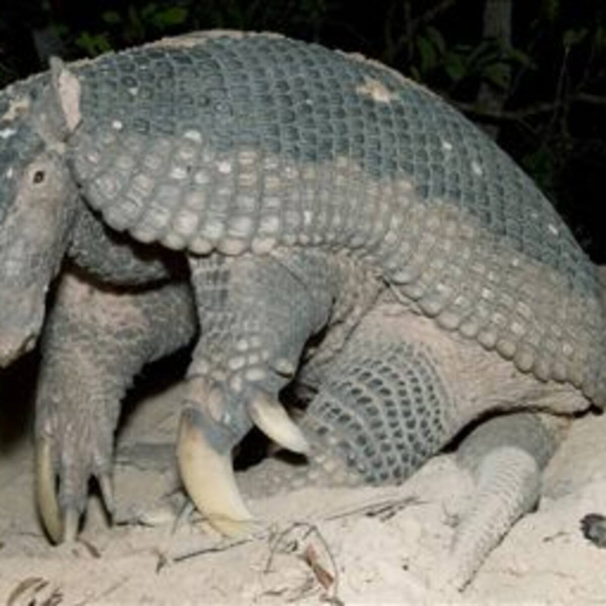 El armadillo gigante brasileño, ingeniero y anfitrión del ecosistema