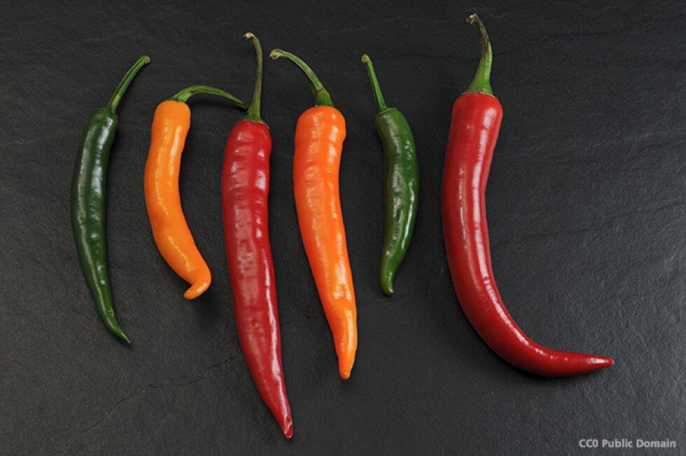 ¿Y lo picante no es un sabor? No. A la sensación que estos alimentos causan se le llama pungencia. La comida picante no estimula los botones gustativos sino los nervios encargados de las señales de dolor y temperatura.