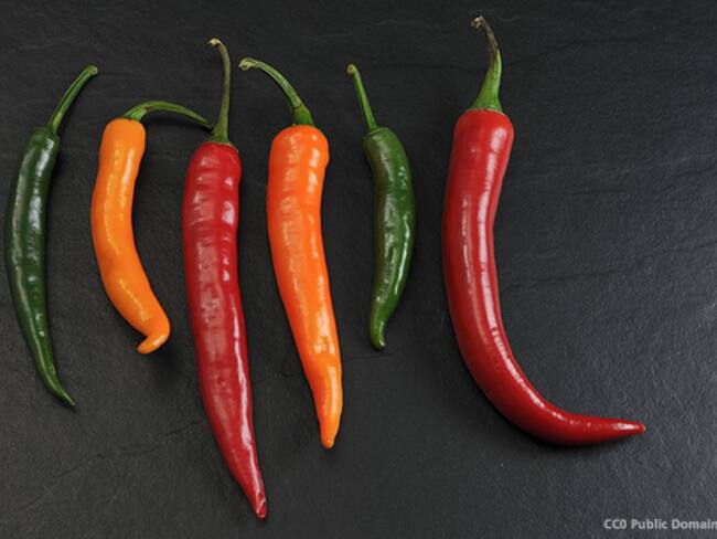 ¿Y lo picante no es un sabor? No. A la sensación que estos alimentos causan se le llama pungencia. La comida picante no estimula los botones gustativos sino los nervios encargados de las señales de dolor y temperatura.