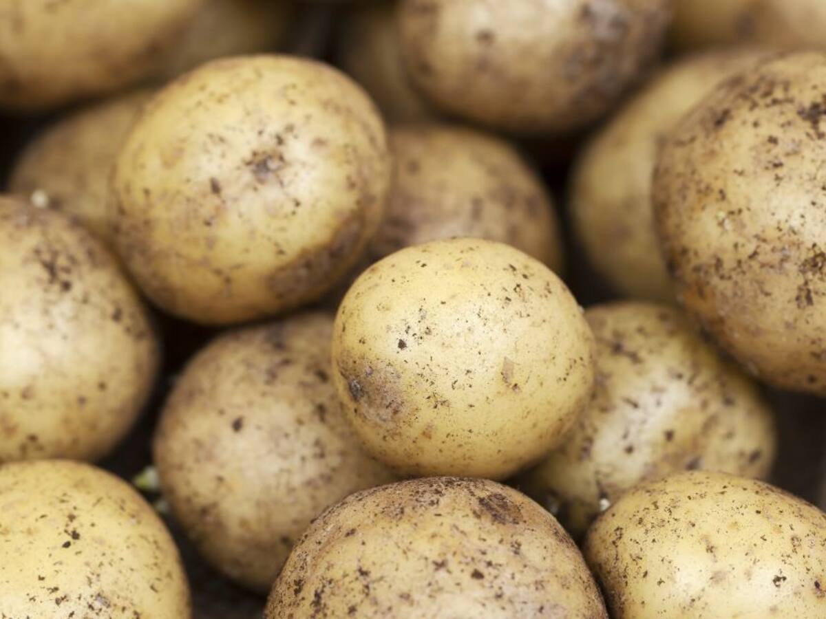 ¿Dieta con papa? Sí es posible: razones para consumirla
