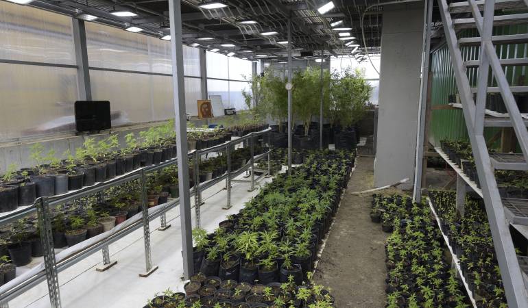 Yerba de mate con marihuana