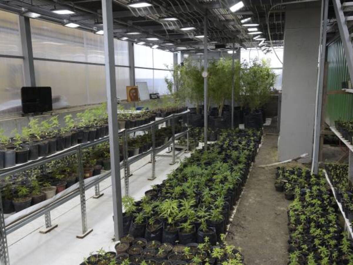 Con mate de marihuana, Uruguay busca ser líder