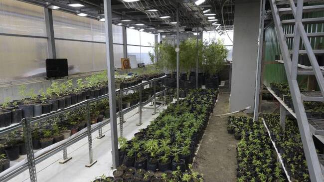 Yerba de mate con marihuana