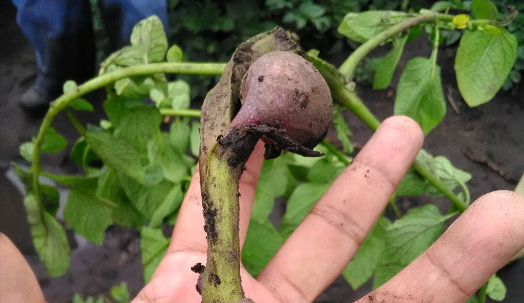Papa afectada por la enfermedad de la Punta Morada