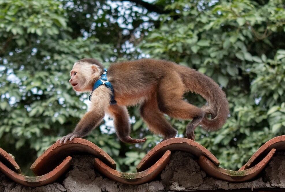 Mono capuchino rescatado en Barbosa por el Área Metropolitana del Valle de Aburrá. Foto: Cortesía Área Metropolitana del Valle de Aburrá.