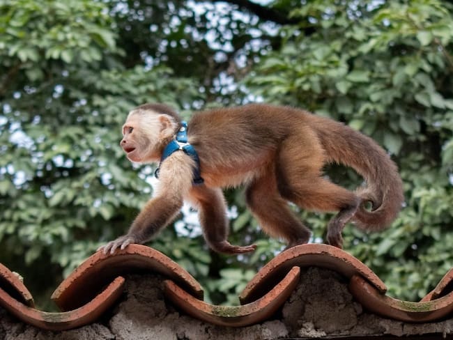 Mono capuchino rescatado en Barbosa por el Área Metropolitana del Valle de Aburrá. Foto: Cortesía Área Metropolitana del Valle de Aburrá.