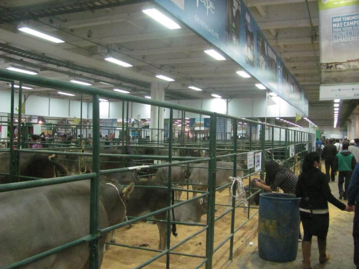 Título de la imagen