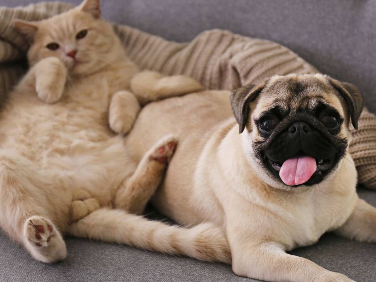 En Ibagué preparan Festi Mascotas