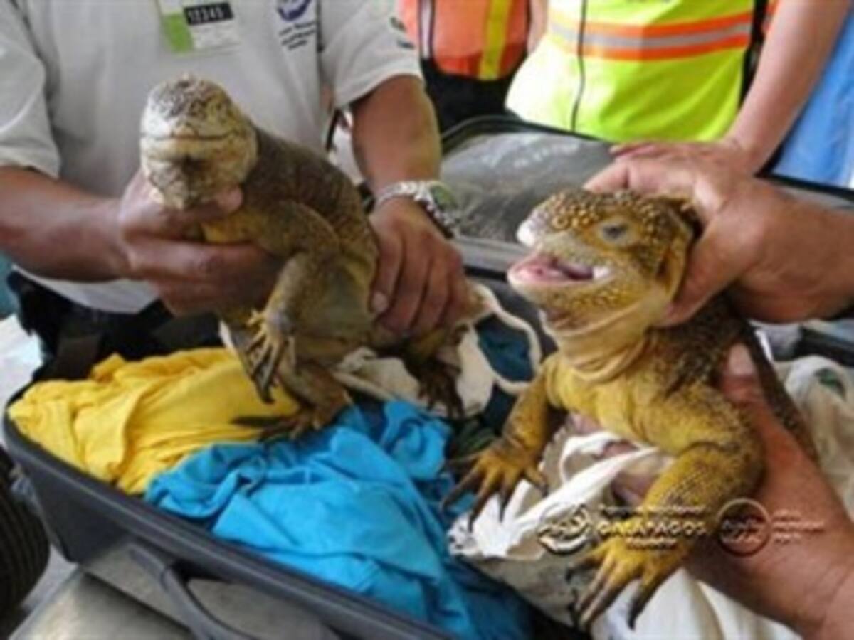 Ecuador declaró culpable a hombre alemán por tráfico de animales